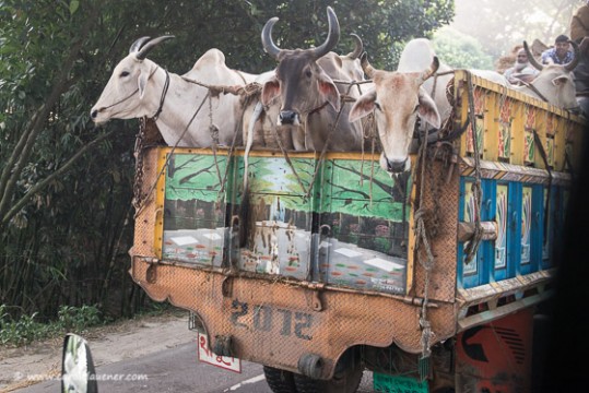 Tausende von Kühen werden für das muslimische Opferfest nach Dhaka gebracht.