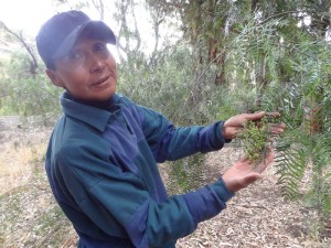 Nicanor der lokale Reiseführer erklärt uns die Pflanzen in Oploca.