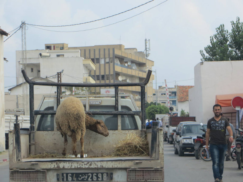 Environ 900'000 familles tunisiennes sacrifient des moutons pour la fête de l’Aid El-Idha chaque année.