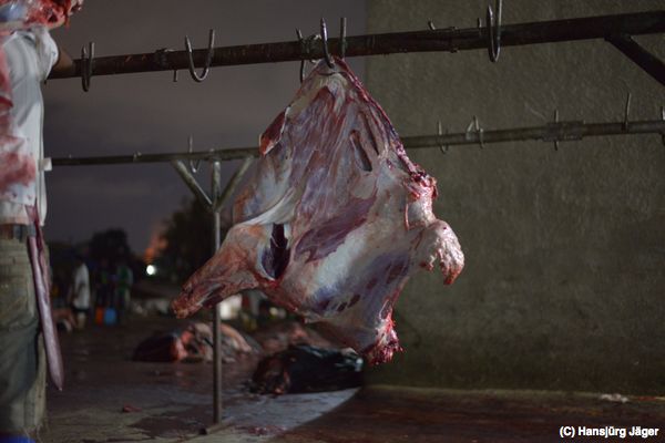 Das Corpus Delicti - ein Vorderviertel eines Rindes, bereit für die Fleischinspektion... 