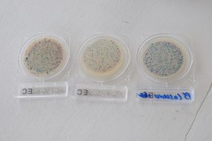 Echantillons d'eau contaminée avec la bactérie E.coli. Elle signale la présence de matières fécales.