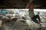 141210_kamrangichar_2_0505
